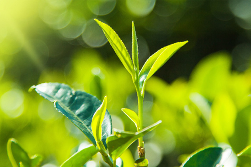 Tea Dealers in Kerala, Tea Traders In Kerala, Tea Trader, Tea exporter in Kerala, Tea Trading, ctc dust tea , Green Tea, Tea Traders in Kerala , Wholesale Tea Dealers of Kerala, rainbow Trading Compony,  tea exporters in kerala, tea suppliers in kerala, tea powder suppliers in kerala, tea exports from kerala.  